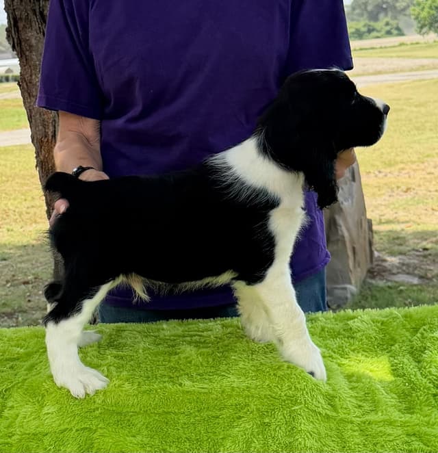 English Springer Spaniel Puppies media 3