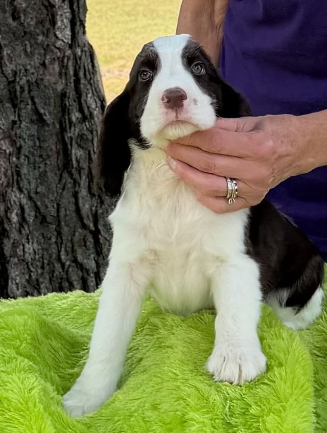 English Springer Spaniel Puppies media 6