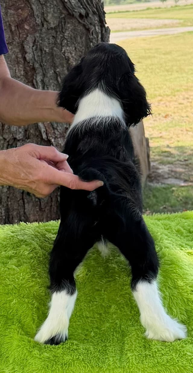 English Springer Spaniel Puppies media 5
