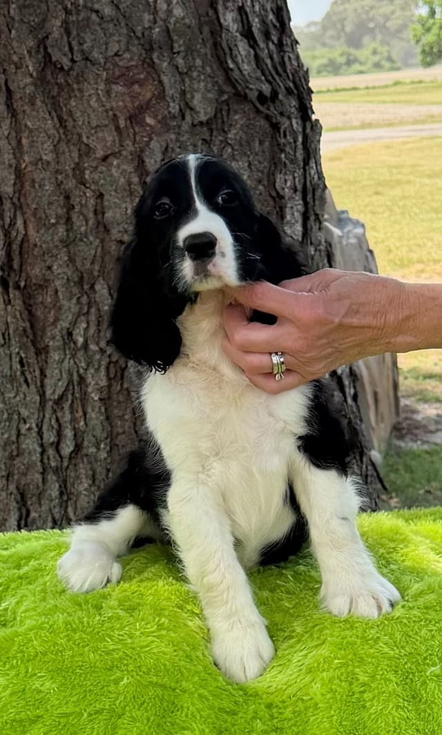 English Springer Spaniel Puppies media 2