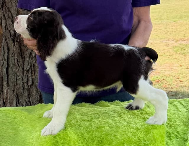 English Springer Spaniel Puppies media 7