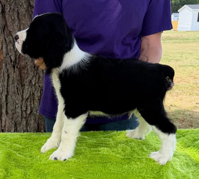 English Springer Spaniel Puppies media 4