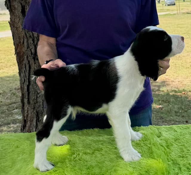 English Springer Spaniel Puppies media 8