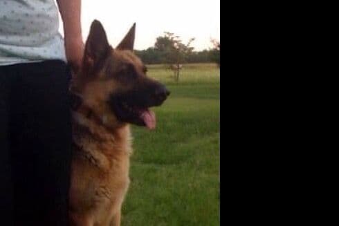 XL German Shepherd Puppies breeder image 1