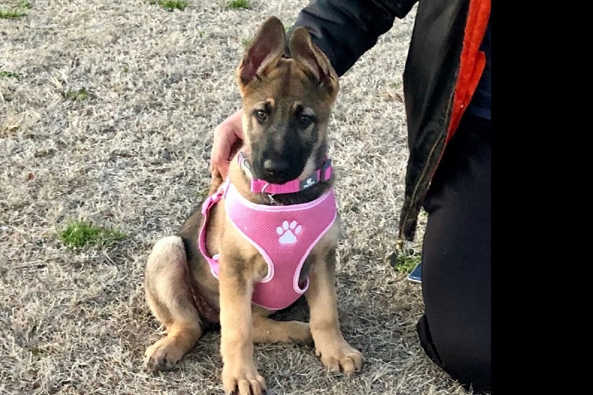 XL German Shepherd Puppies breeder image 2
