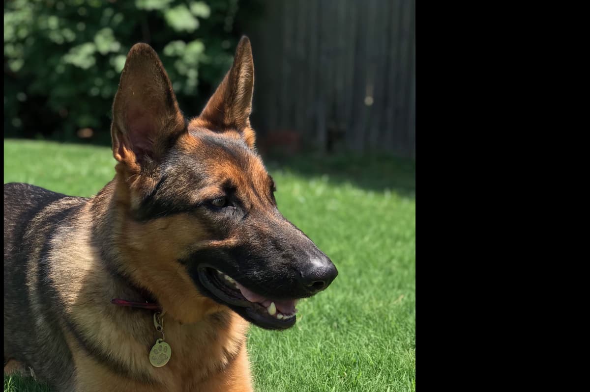 XL German Shepherd Puppies breeder image 4