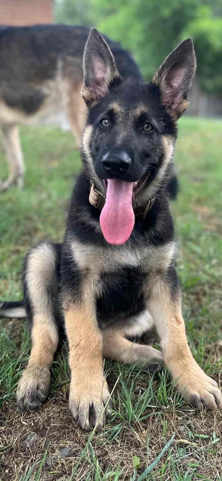 XL German Shepherd Puppies breeder image 5
