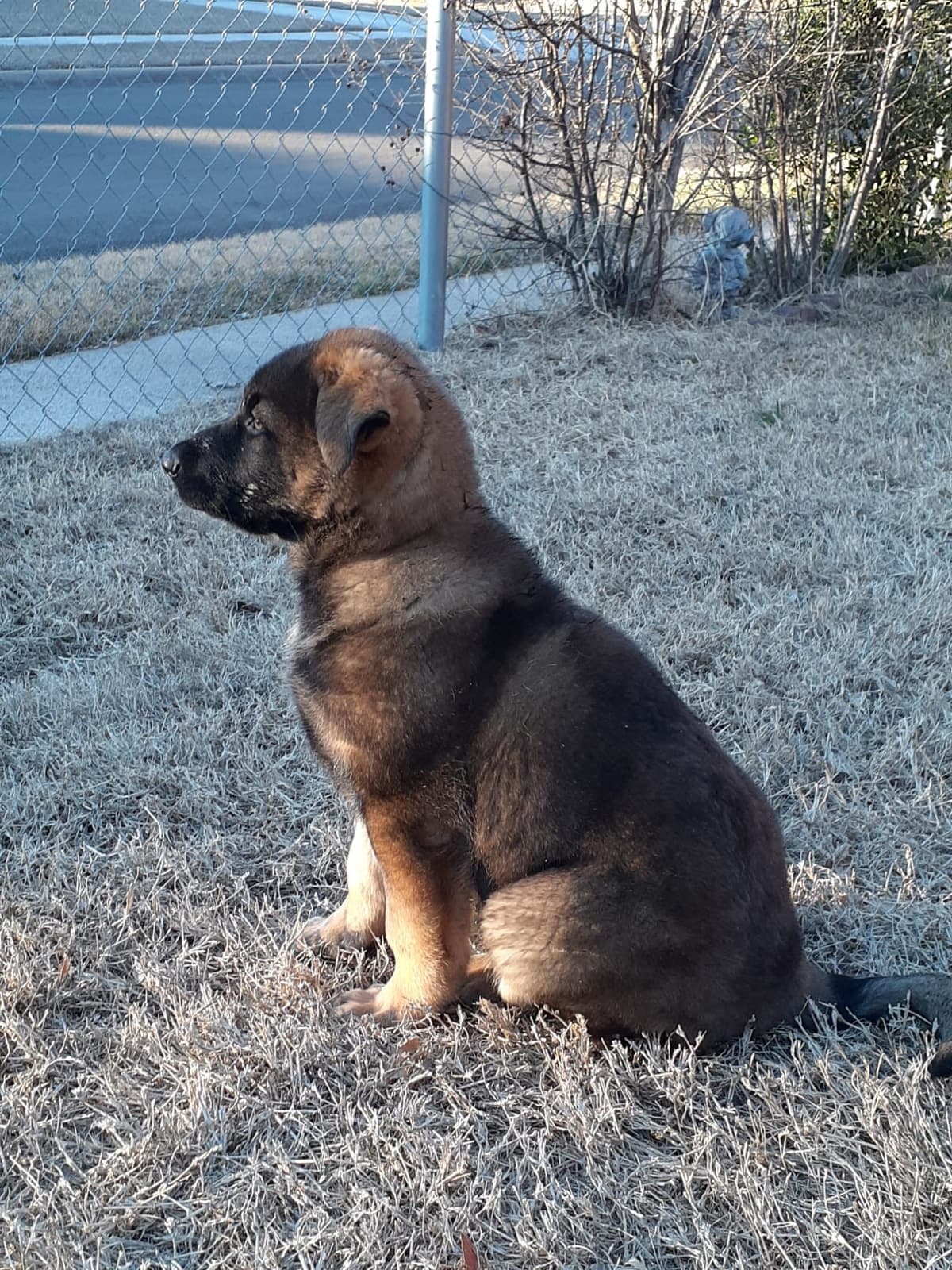 XL German Shepherd Puppies breeder image 7