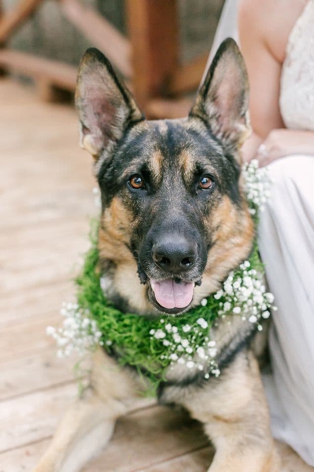 XL German Shepherd Puppies breeder image 9