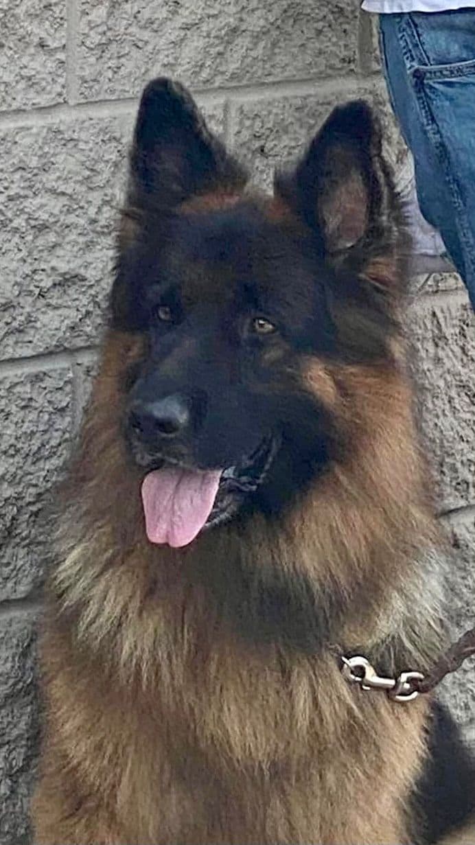 XL German Shepherd Puppies breeder image 11