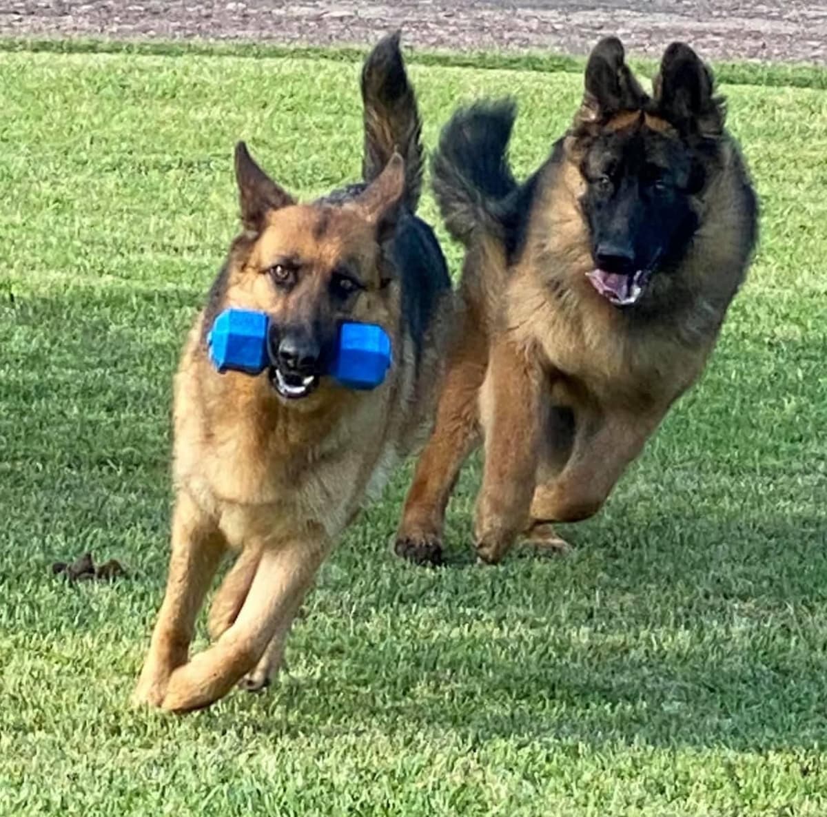 XL German Shepherd Puppies breeder image 12