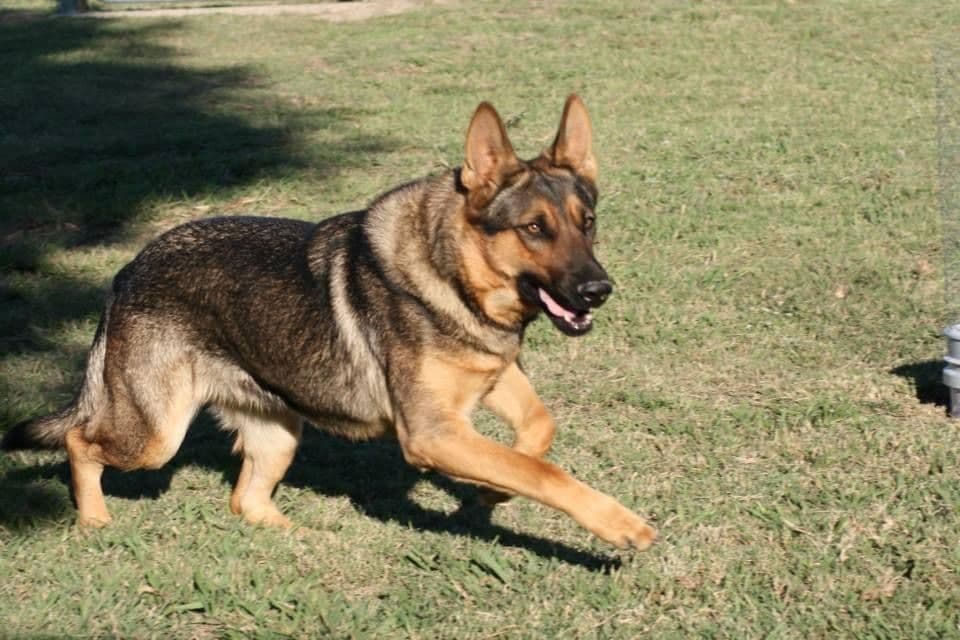 XL German Shepherd Puppies breeder image 13