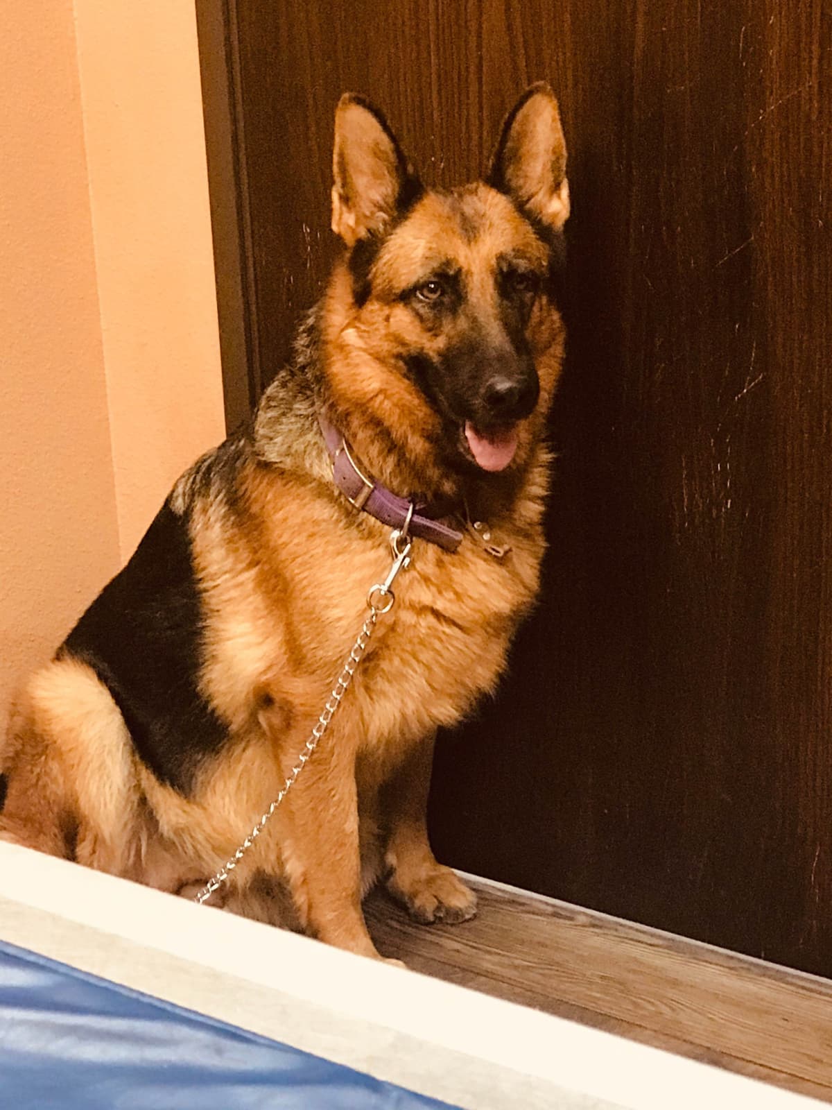 XL German Shepherd Puppies breeder image 14