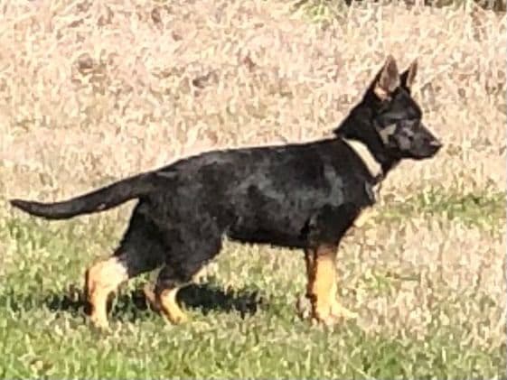 XL German Shepherd Puppies breeder image 15