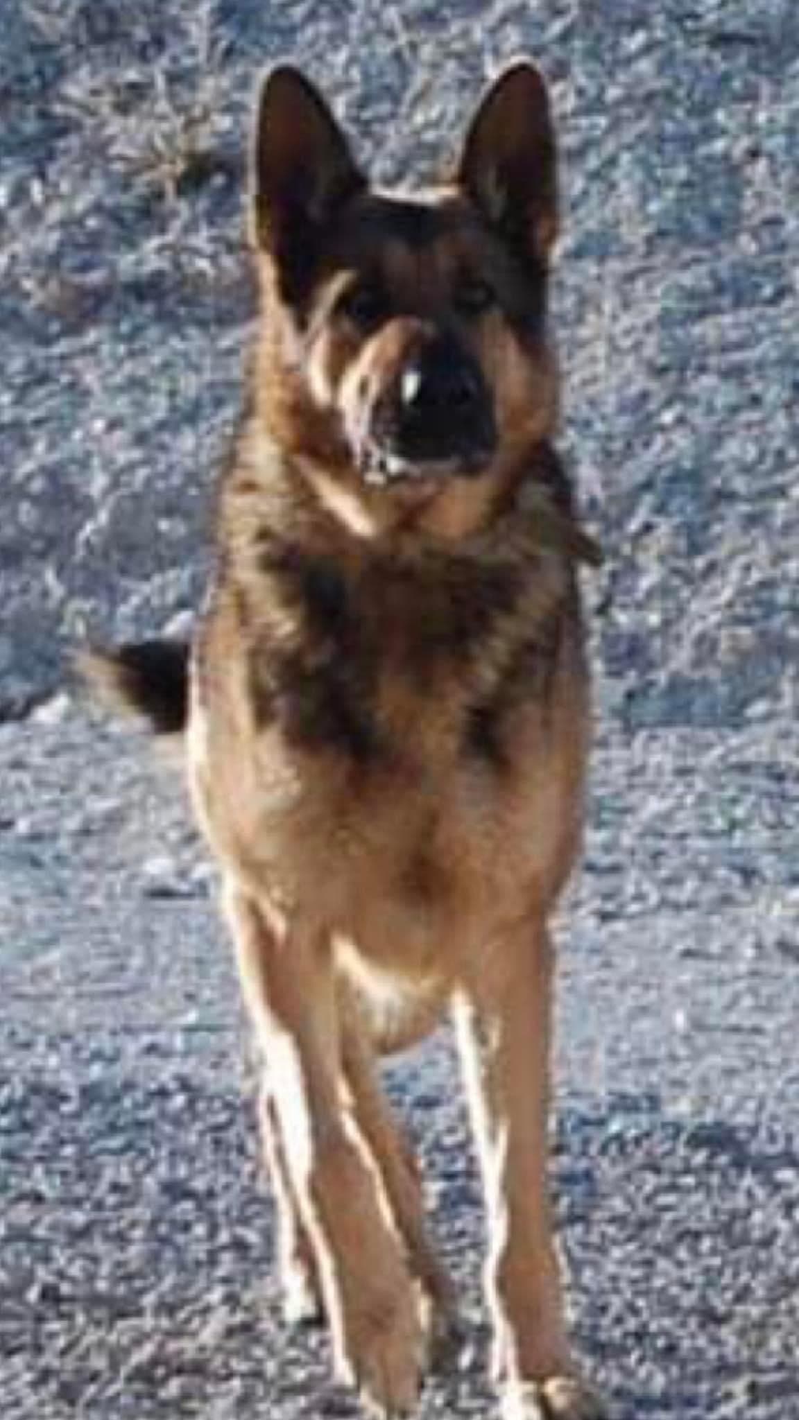 XL German Shepherd Puppies breeder image 16
