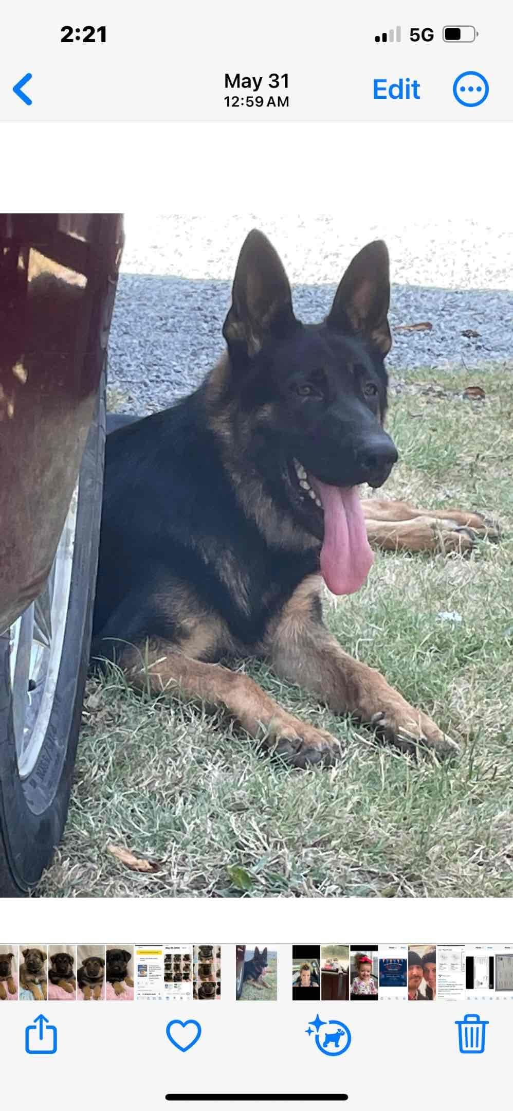 XL German Shepherd Puppies breeder image 17