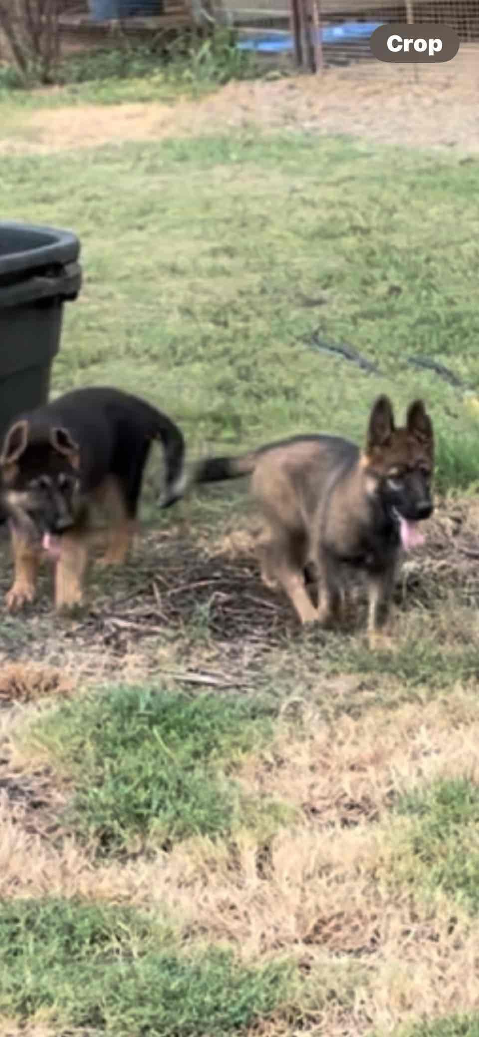XL German Shepherd Puppies breeder image 18