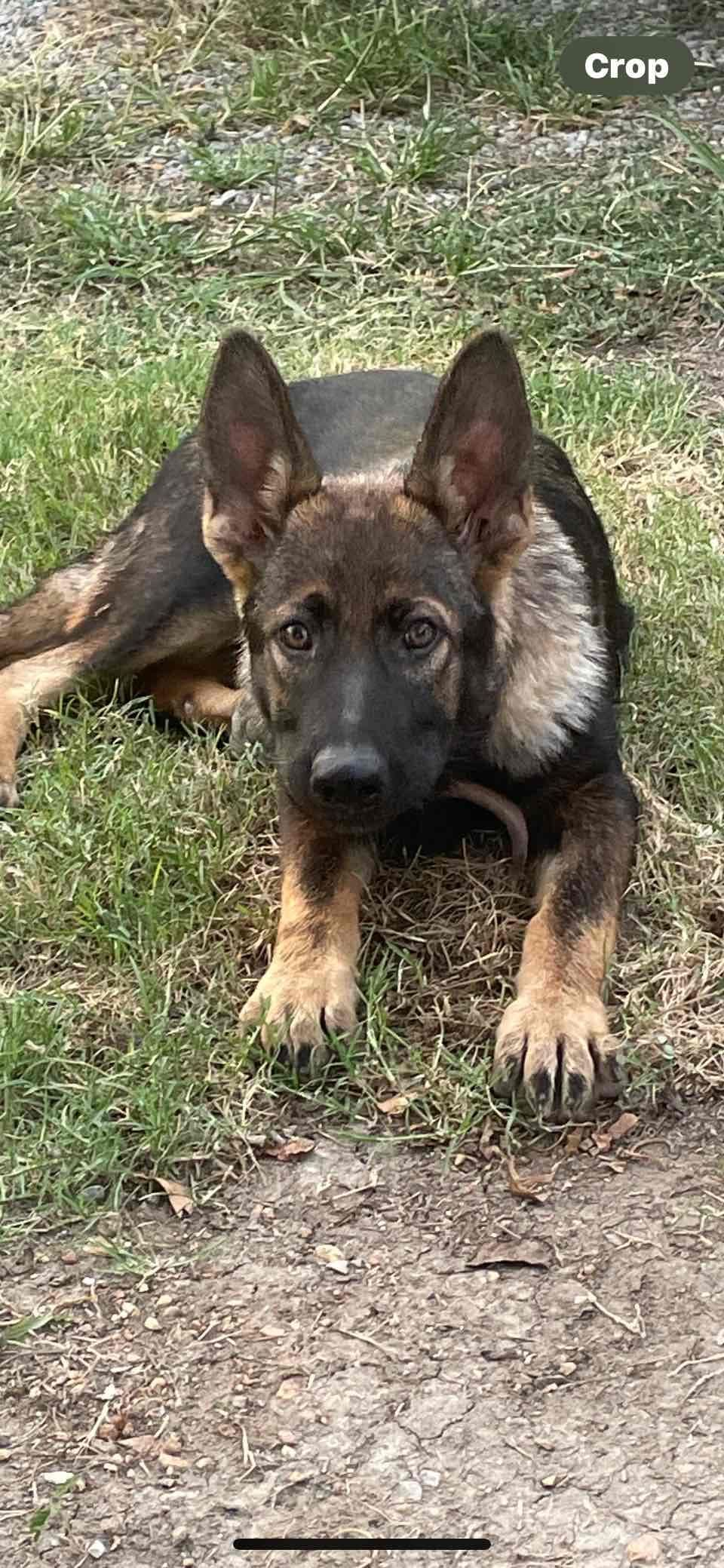 XL German Shepherd Puppies breeder image 19