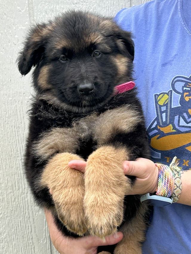 AKC GERMAN SHEPHERD PUPS, straight backs. media 2