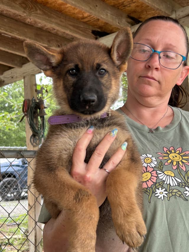 XL German Shepherd  Puppies media 2