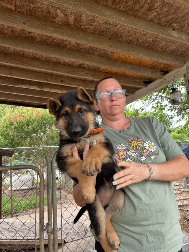 XL German Shepherd  Puppies media 3