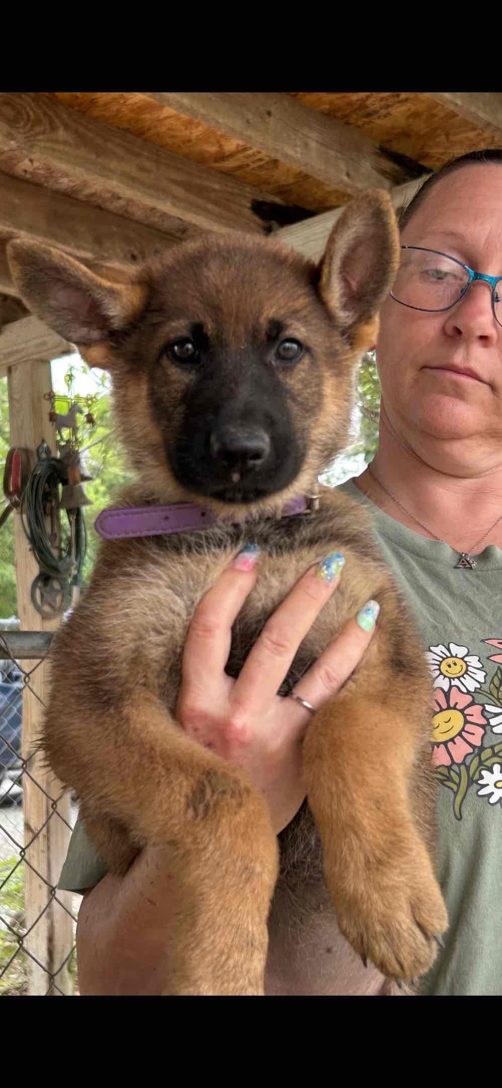 XL German Shepherd Puppies breeder image 21