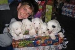 Old English Sheepdog Puppies breeder image 5