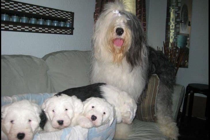 Old English Sheepdog Puppies breeder image 6