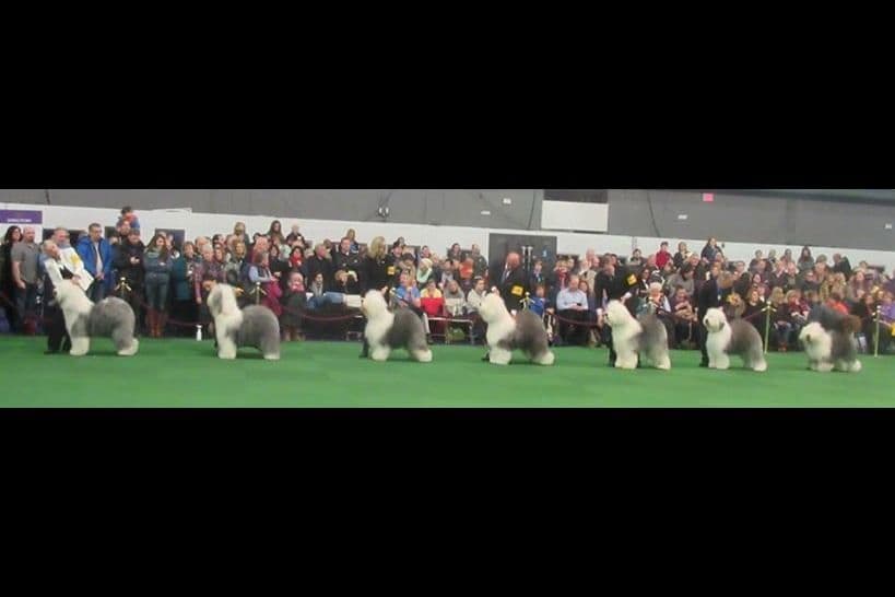 Old English Sheepdog Puppies breeder image 7
