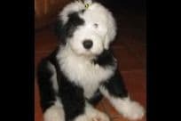 Old English Sheepdog Puppies breeder image 4