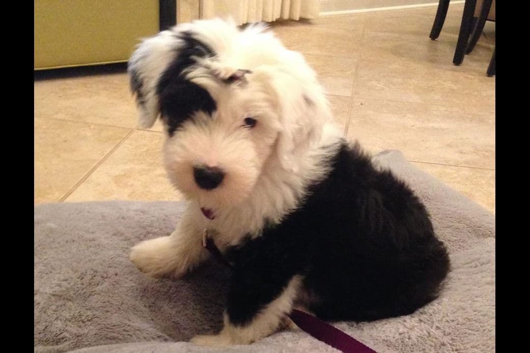 Old English Sheepdog Puppies breeder image 8