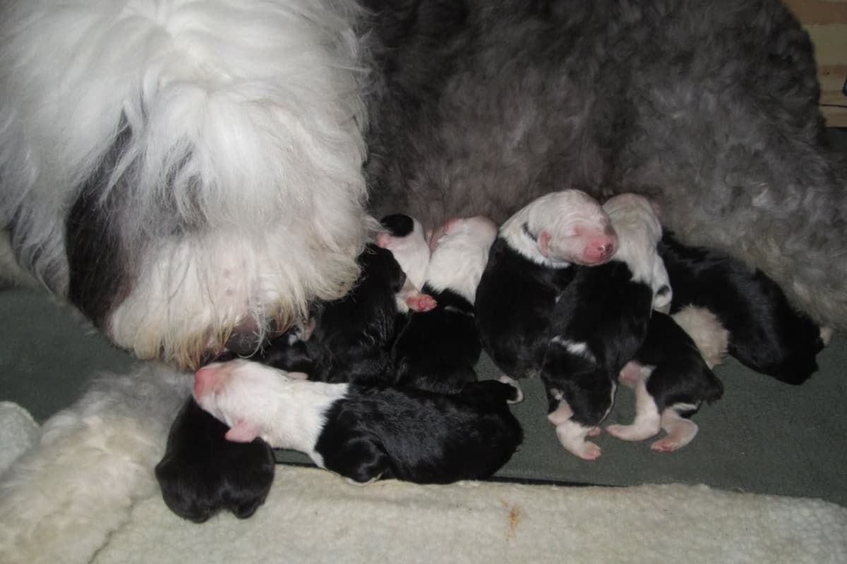 Old English Sheepdog Puppies breeder image 10