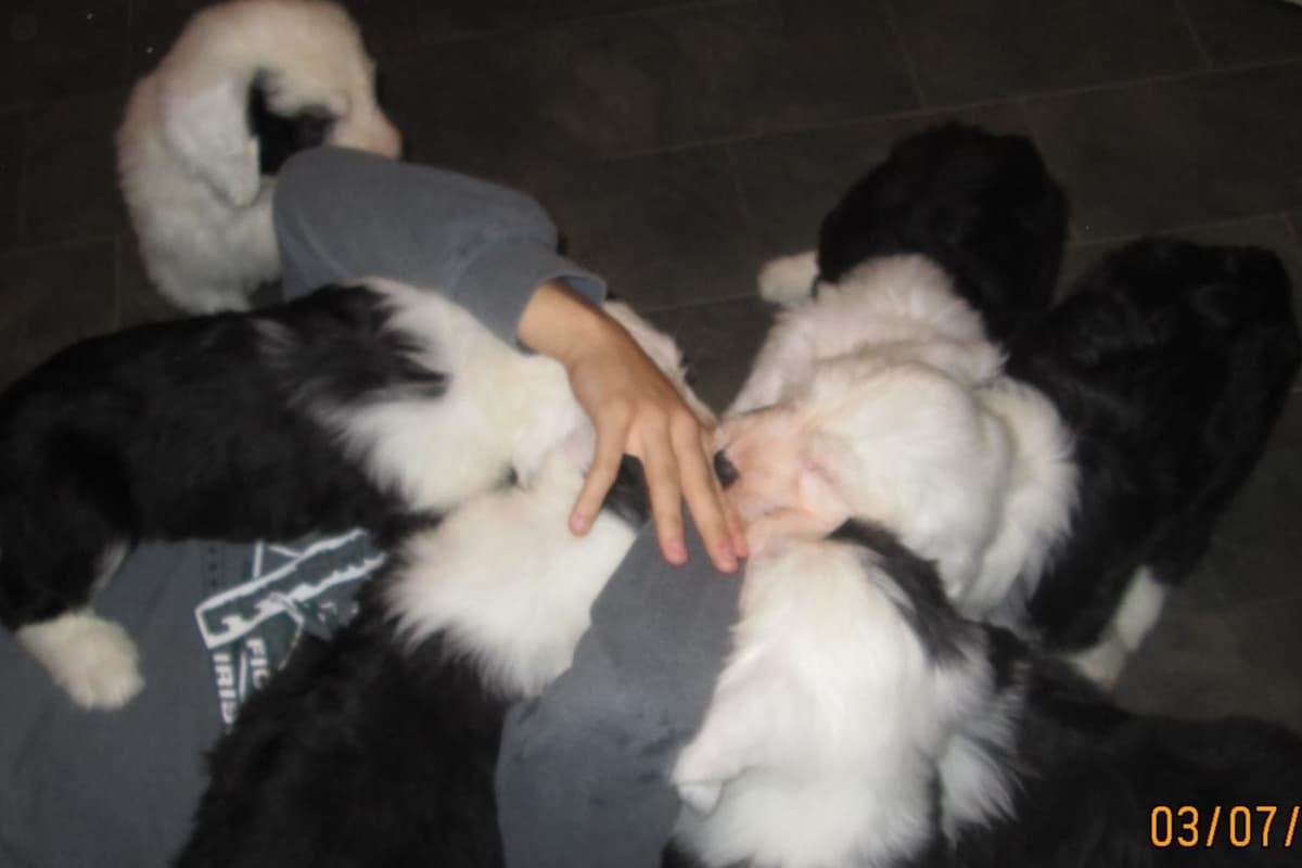 Old English Sheepdog Puppies breeder image 11