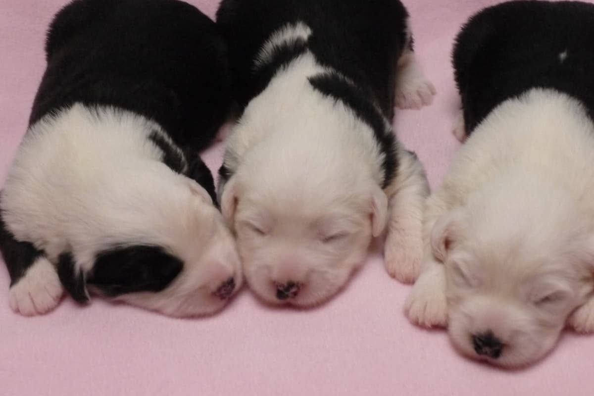 Old English Sheepdog Puppies breeder image 1
