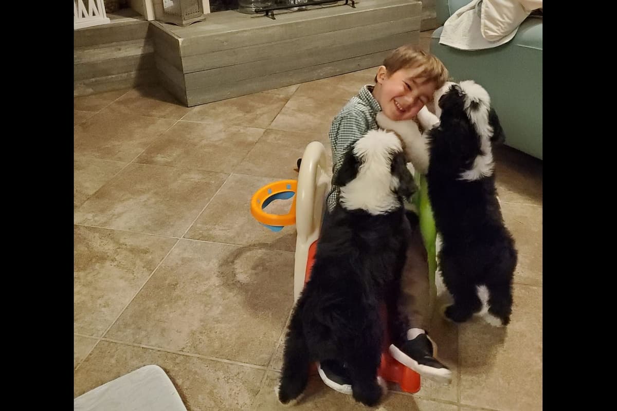 Old English Sheepdog Puppies breeder image 12