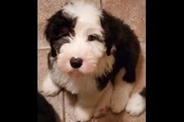 Old English Sheepdog Puppies breeder image 13