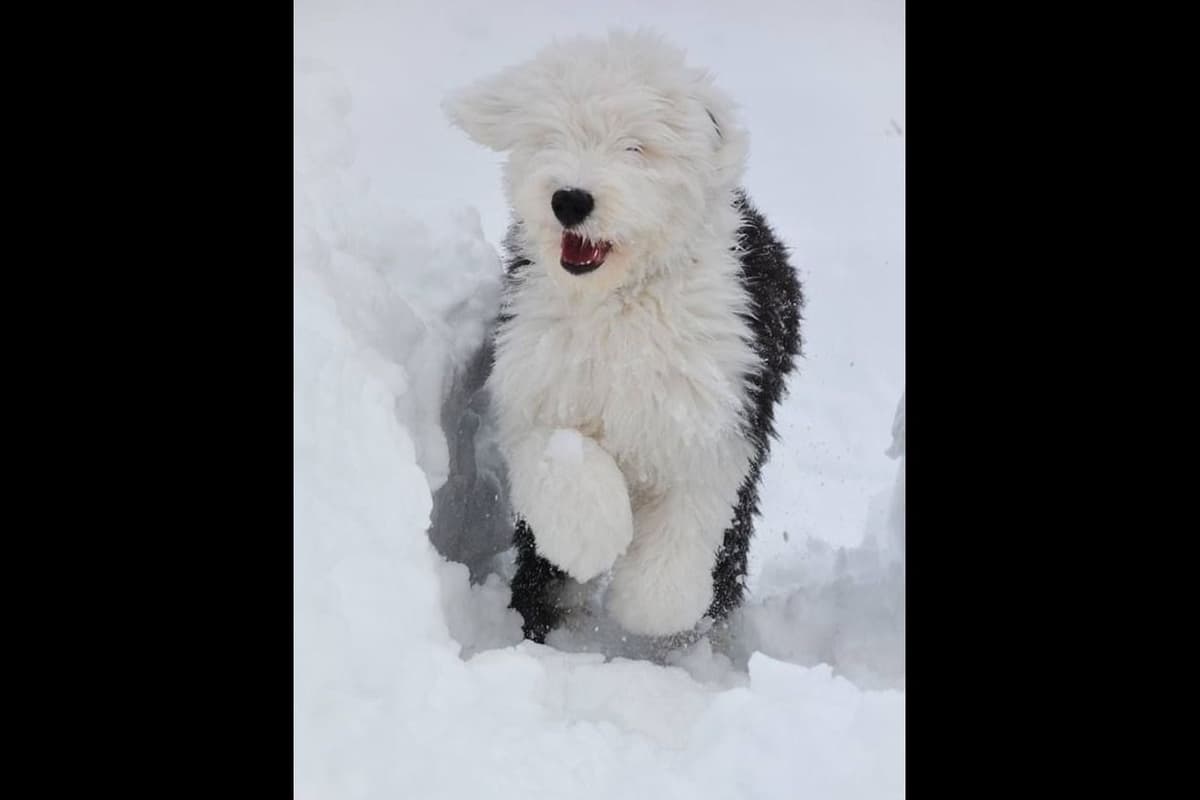 Old English Sheepdog Puppies breeder image 17