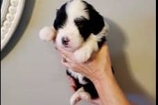 Old English Sheepdog Puppies breeder image 3