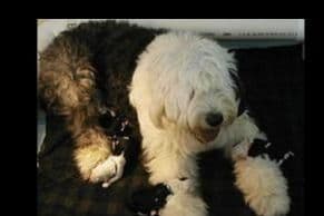 Old English Sheepdog Puppies breeder image 15