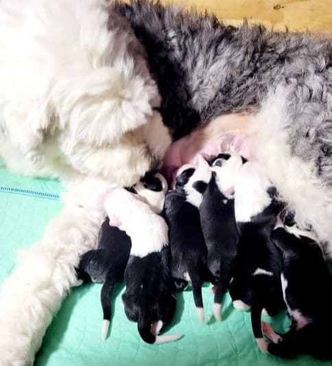 Old English Sheepdog Puppies breeder image 16