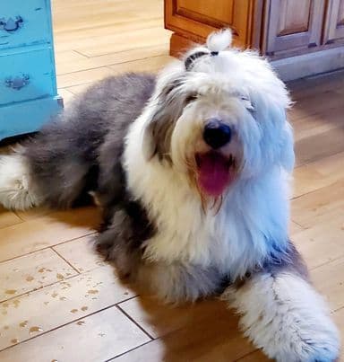 Old English Sheepdog Puppies breeder image 18
