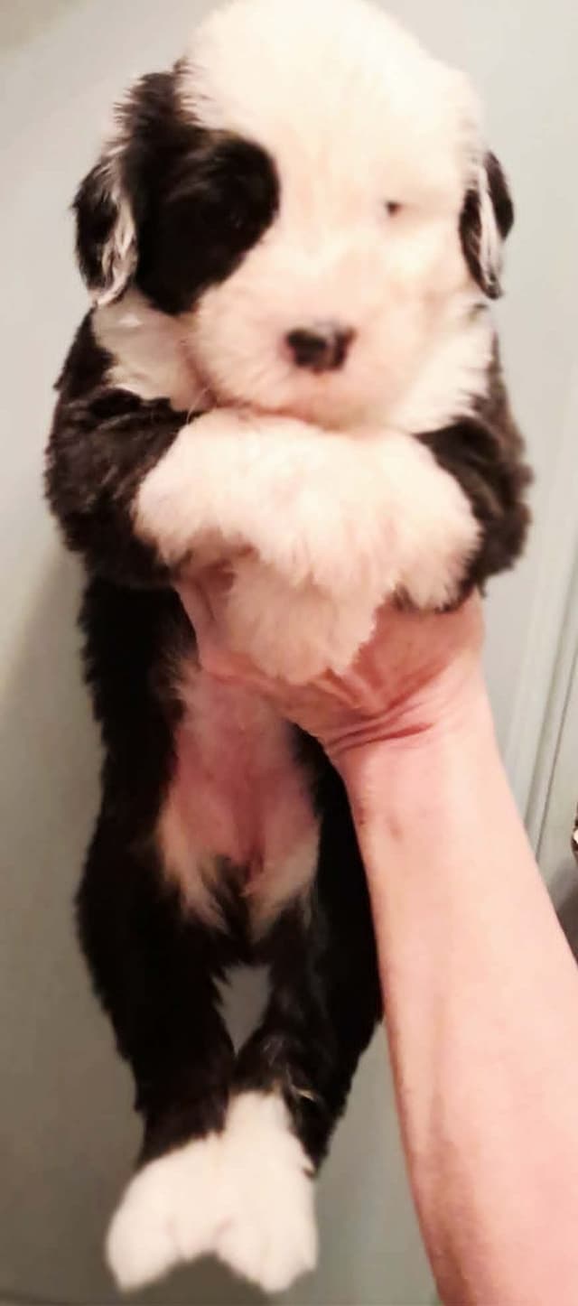 Old English Sheepdog Puppies media 2