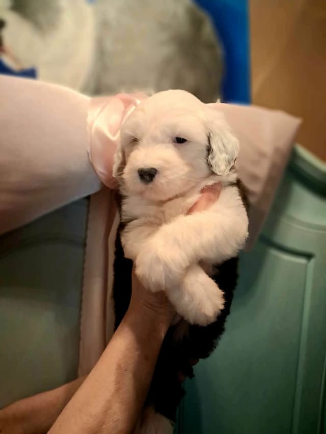 Old English Sheepdog Puppies media 3