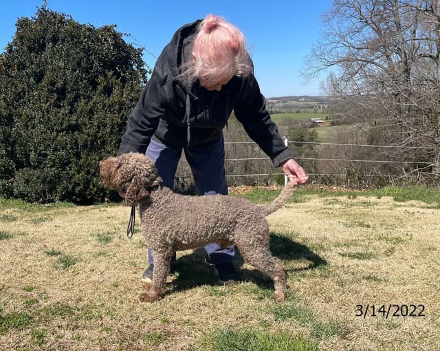 Lagotto Romagnolo Puppies media 3