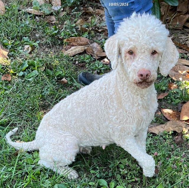 Lagotto Romagnolo Puppies media 5