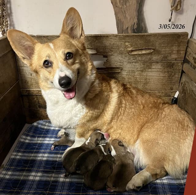 Pembroke Welsh Corgi Puppies media 3