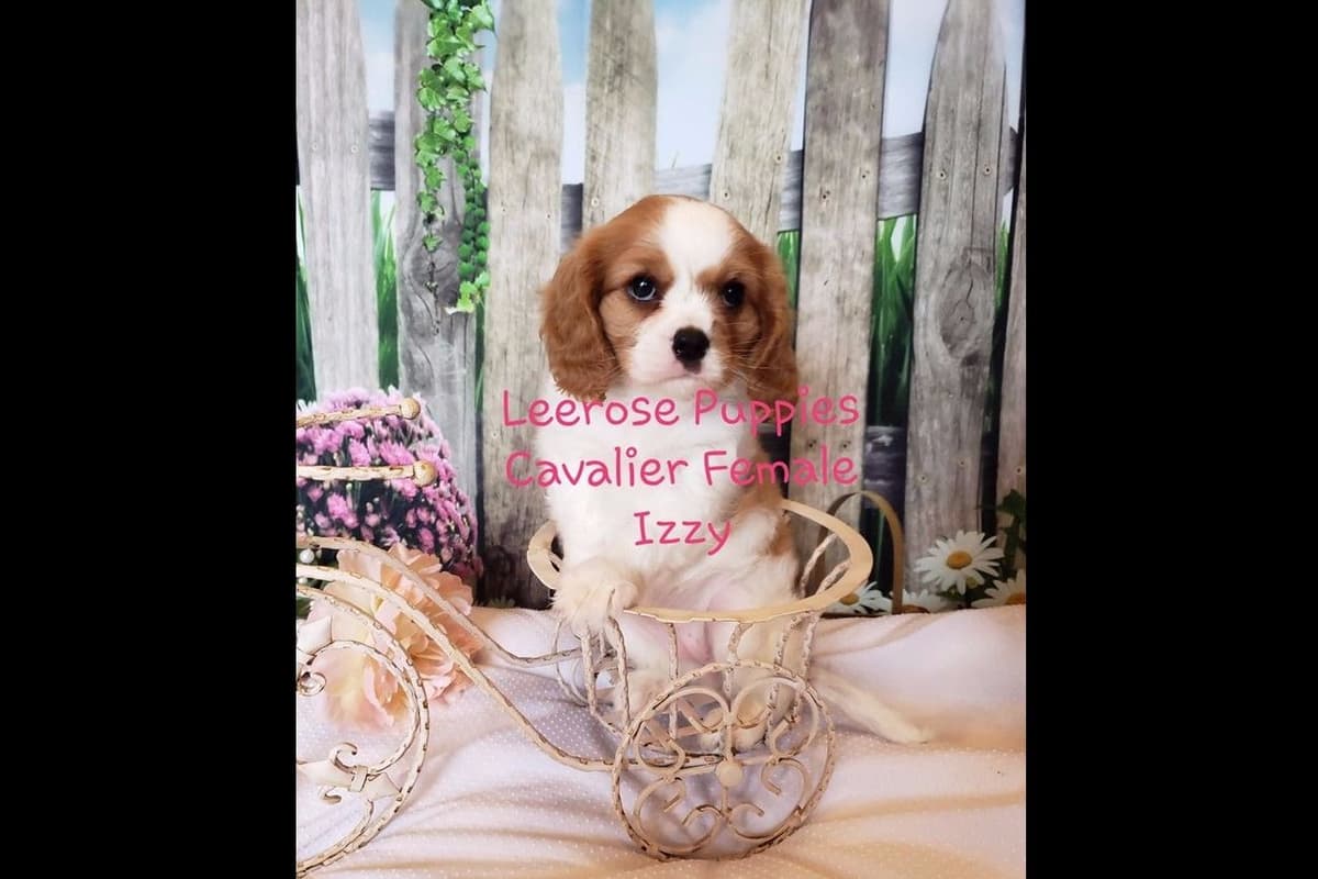 Available Red & Apricot Poodle Puppies! breeder image 8