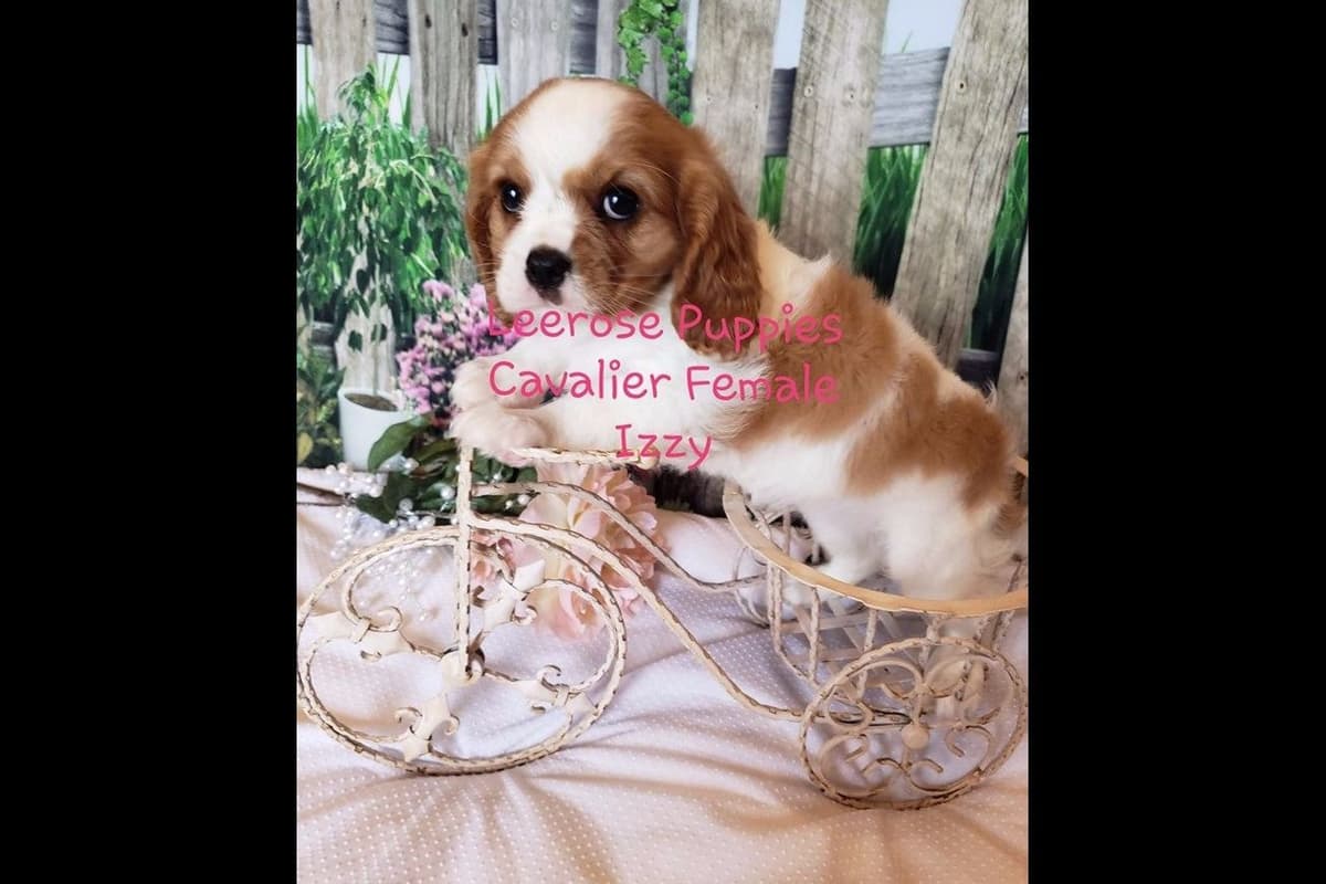 Available Red & Apricot Poodle Puppies! breeder image 7
