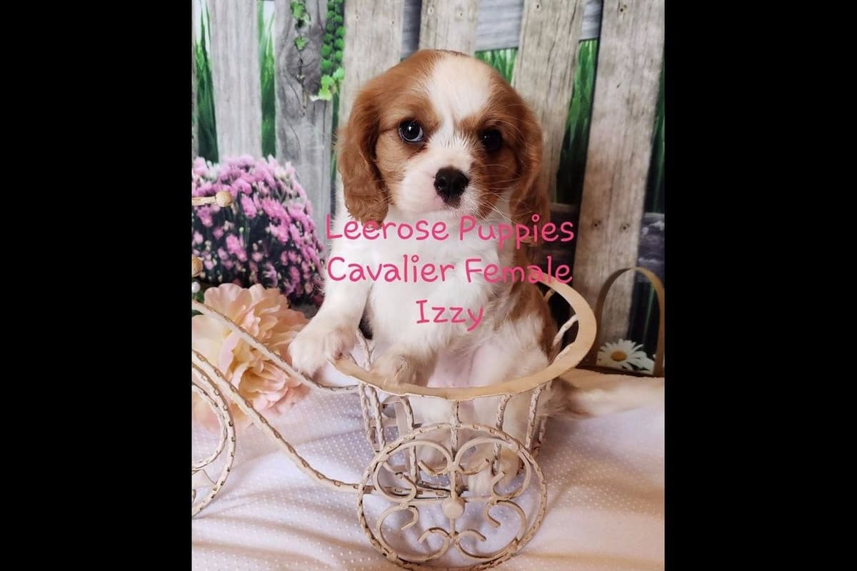 Available Red & Apricot Poodle Puppies! breeder image 6