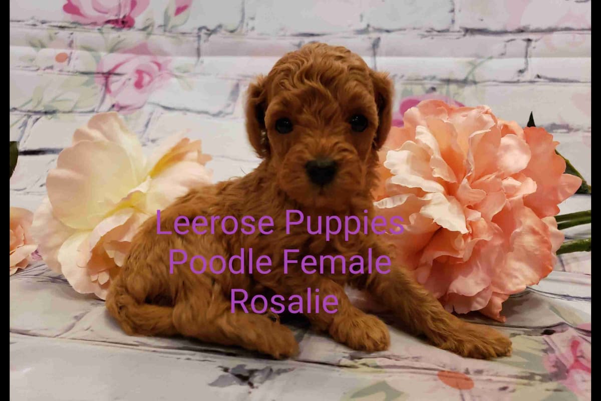 Available Red & Apricot Poodle Puppies! breeder image 9